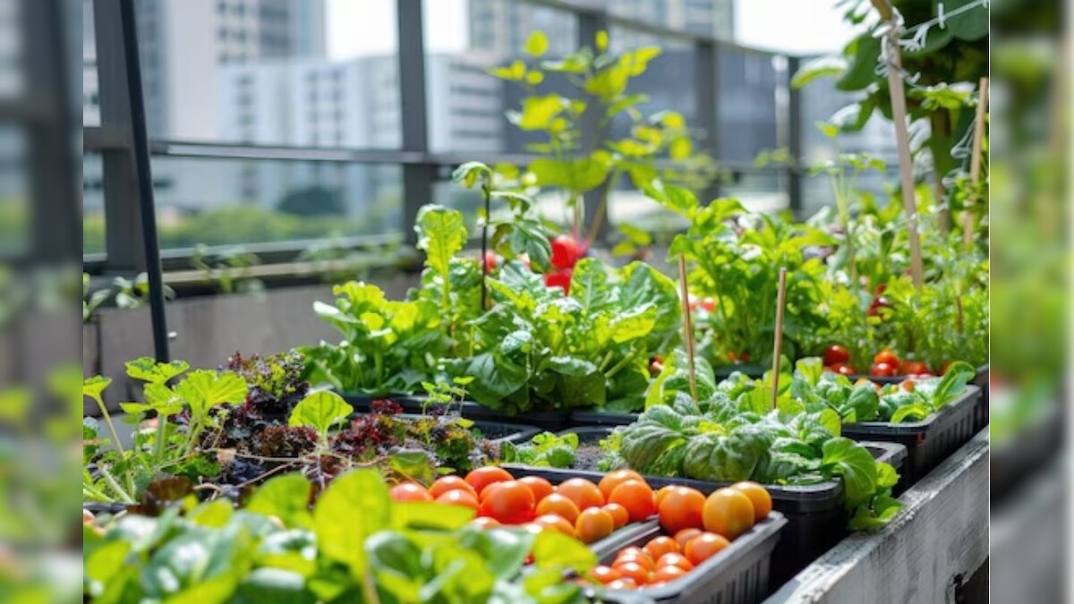 மாடி தோட்டம் அமைக்க வேண்டுமா..? இதோ எளிமையான 8 ஸ்டெப்ஸ்!