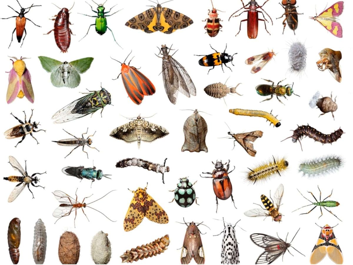 Timel Insect தலை இல்லாமல் ஒரு வாரத்திற்கு உயிர் வாழும் உயிரினம் எது தெரியுமா..? 99% ...