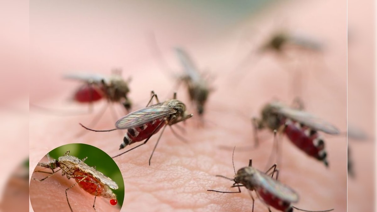 கொசுக்களுக்கு மிகவும் பிடித்தமான ரத்தவகை எது தெரியுமா..? உங்களுடையதானு தெரிஞ்சுக்கோங்க!