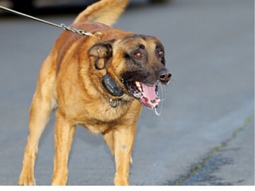 நாய் (கோப்பு படம்)