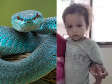 பாம்பை கடித்து கொன்ற சிறுவன்