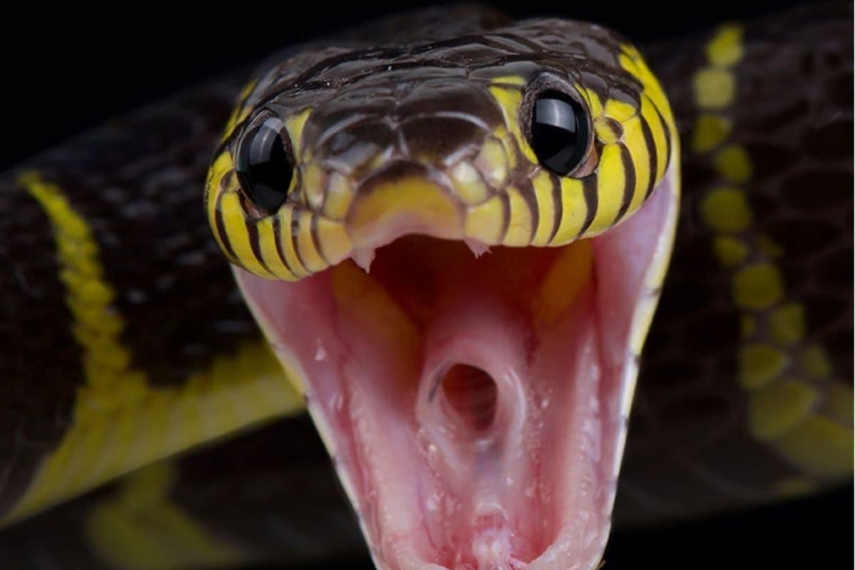 பாம்பு விஷத்தை நொடியில் முறிக்கும் செடிகள்.. எவை தெரியுமா?