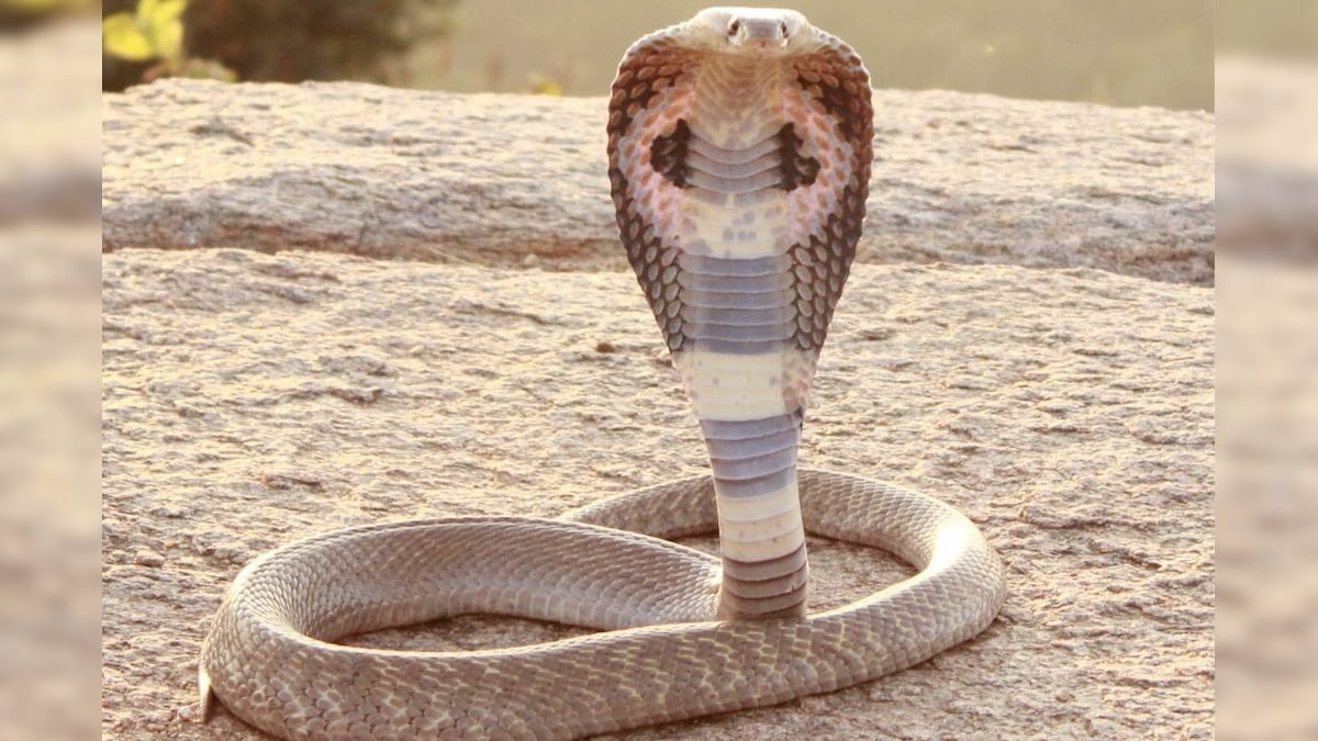 எச்சரிக்கையாக  இருங்க... இந்த மூன்று‌ மாதம் பாம்புகள் ஆக்ரோசமாக இருக்கும்..! | தமிழ்நாடு - News18 தமிழ்