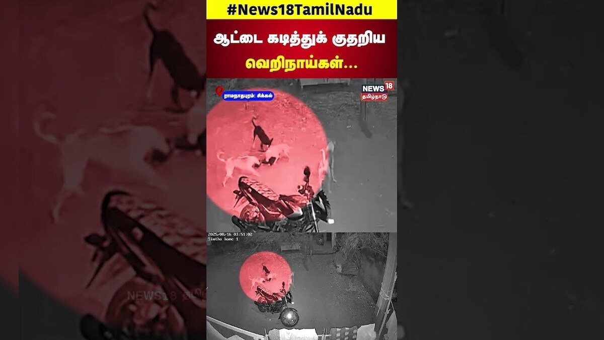 Dog Bites Goat | ஆட்டை கடித்துக் குதறிய வெறிநாய்கள்... | CCTV | N18S