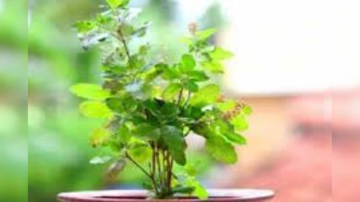 துளசி நீர் குடித்தால் இத்தனை நன்மைகளா..? அவசியம் தெரிஞ்சுக்கோங்க..! | லைஃப்ஸ்டைல் - News18 தமிழ்