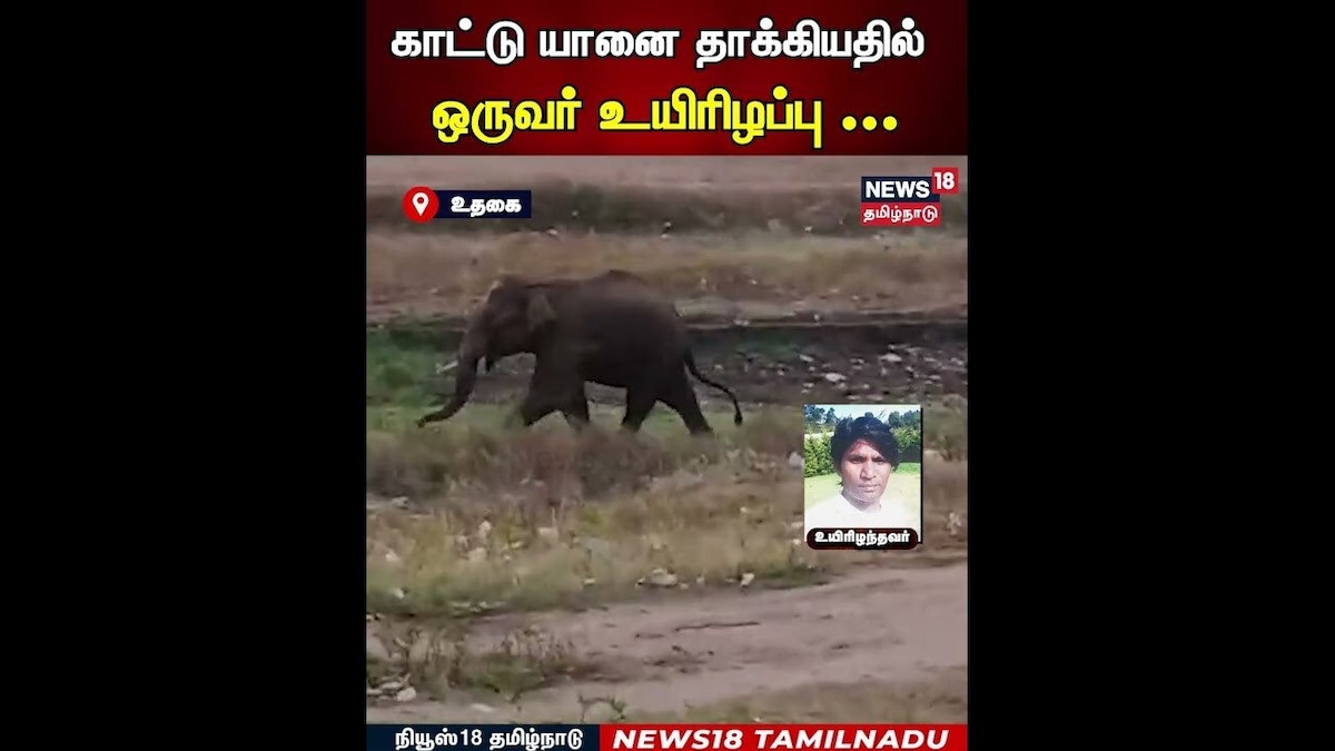 Ooty Elephant | காட்டு யானை தாக்கியதில்ஒருவர் உயிரிழப்பு ... | Wild Elephant Viral Video | N18S