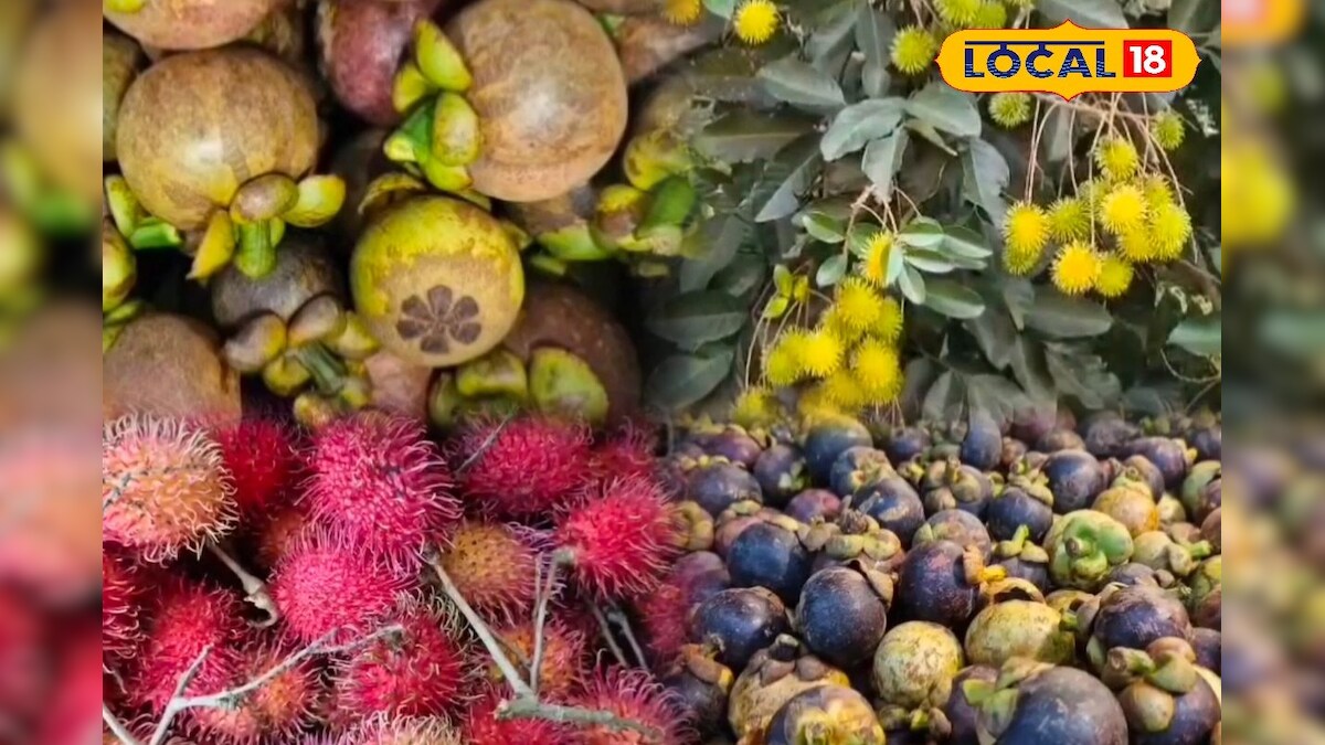 நீலகிரியில் ஆங்கிலேயர் பயிரிட்ட பழங்கள்... சிறப்பு விற்பனையில் மங்குஸ்தான், ரம்புட்டான்... | நீலகிரி - News18 தமிழ்