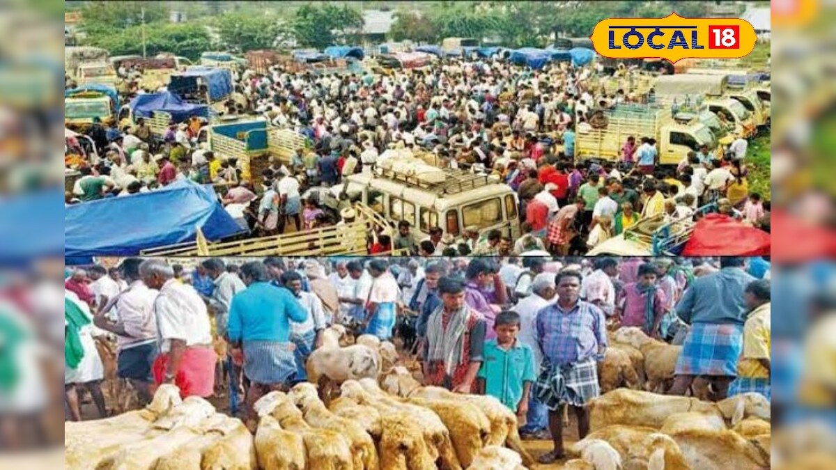 ஆடிப்பெருக்கையொட்டி களைகட்டிய ஆட்டுச் சந்தை... 1.50 கோடிக்கு ஆடு விற்பனை... | வணிகம் - News18 தமிழ்