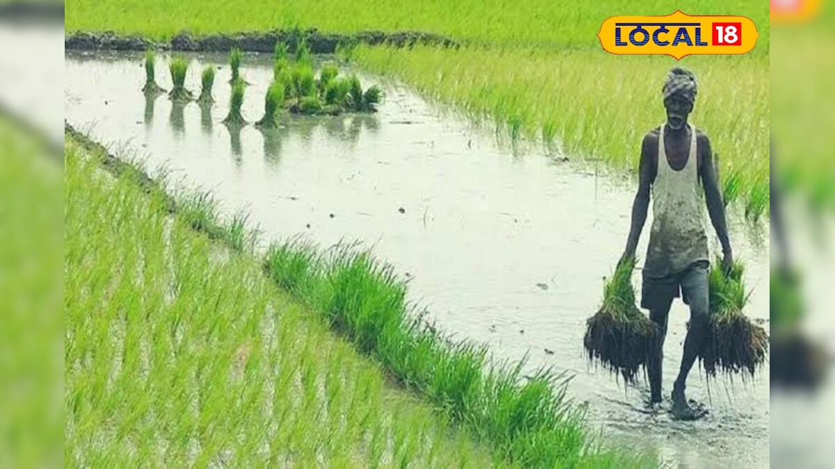 சம்பா பருவ நடவுக்கு தயாராகும் விவசாயிகள்... மானியத்தில் விதைப்பயிர்கள் பெறுவது எப்படி ? | ராமநாதபுரம் - News18 தமிழ்