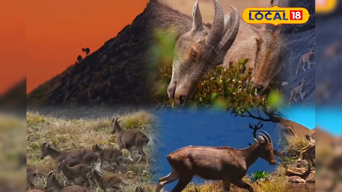 தமிழ்நாட்டின் மாநில விலங்கை பாதுகாக்கும் திட்டம்... ஒரே ஆண்டில் உயர்ந்த எண்ணிக்கை... | நீலகிரி - News18 தமிழ்