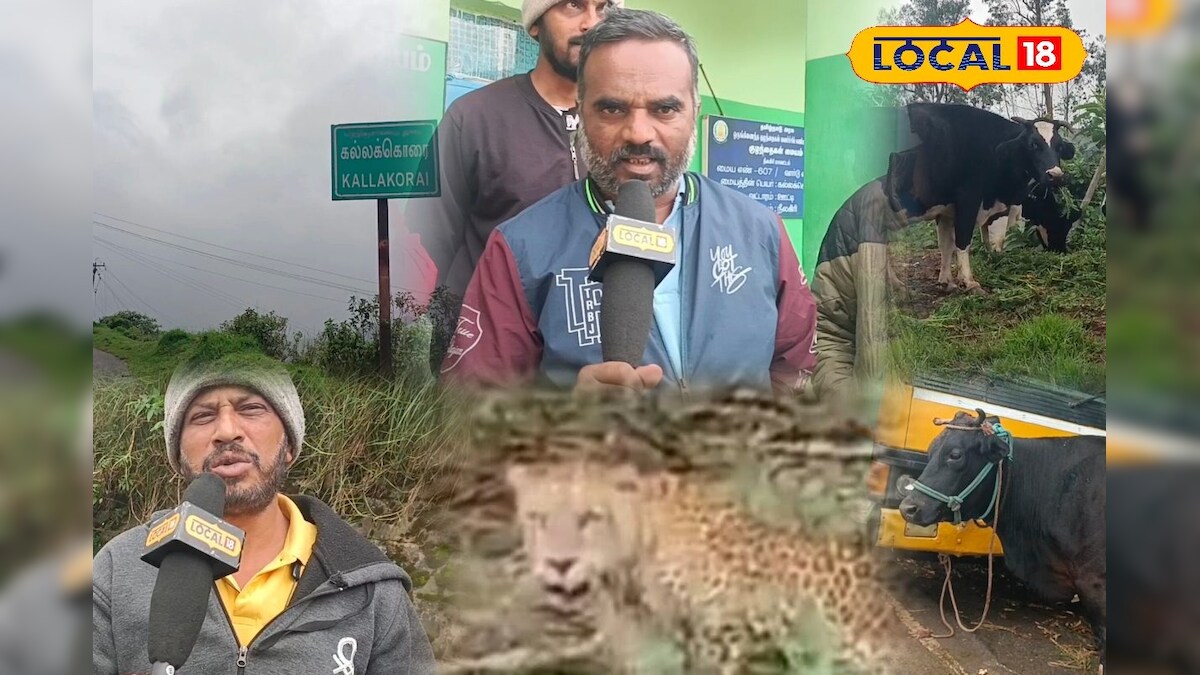 அடுத்தடுத்து கன்றுகுட்டிகளை காவு வாங்கும் சிறுத்தை... அச்சத்தில் உறைந்த கிராம மக்கள்... | நீலகிரி - News18 தமிழ்