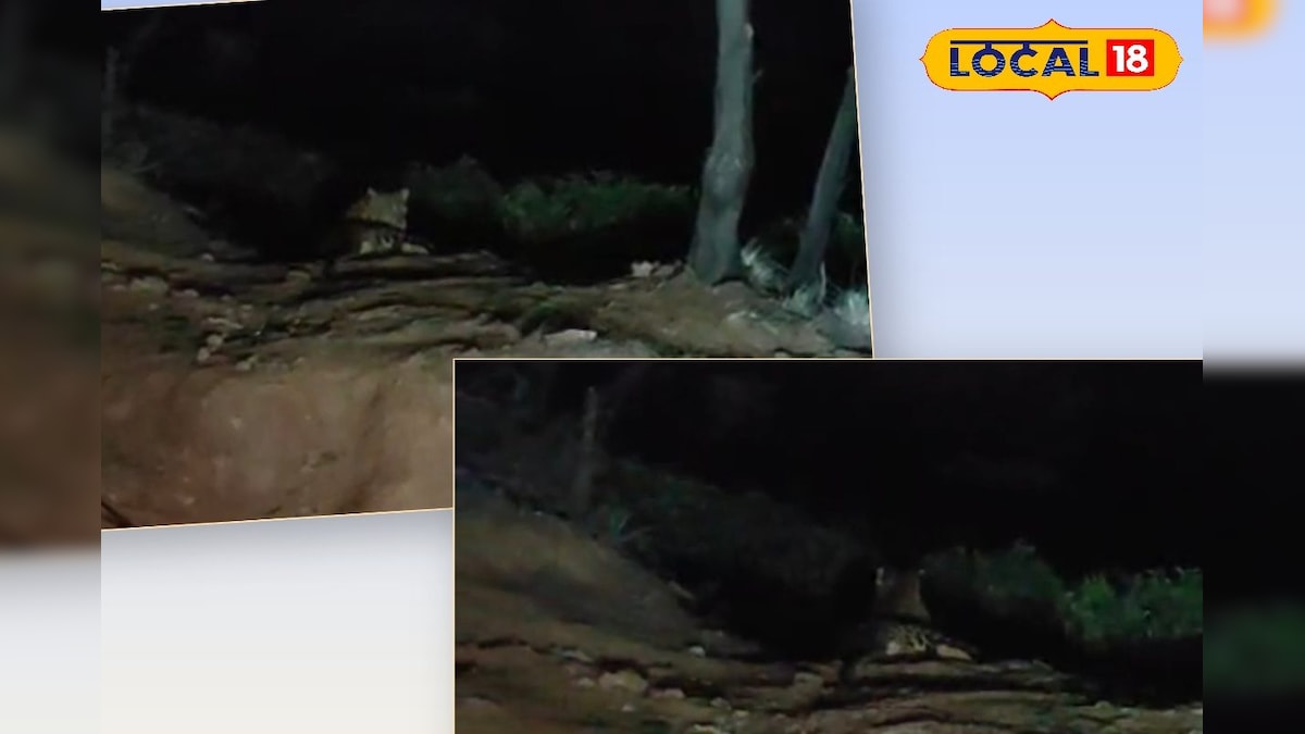 சாலையோரம் அமர்ந்து ரிலாக்ஸ் செய்த சிறுத்தை... அச்சத்தில் உறைந்த வாகன ஓட்டிகள்... | நீலகிரி - News18 தமிழ்