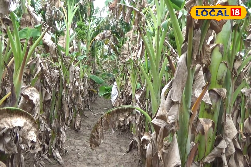 நாட்டு வாழை, ஒட்டு வாழை, முப்பட்டை, பச்சை, ரஸ்தாளி, பூவன் என பல்வேறு ரகங்கள் இருந்தாலும் இப்பகுதியில் நாட்டு மற்றும் ஒட்டு வாழையே அதிகளவு பயிரிடப்படுகிறது. பெரும்பாலும் முகூர்த்த நாட்களை கணக்கிட்டே விவசாயிகள் வாழை பயிரிடுகின்றனர். கடந்தாண்டு அக்டோபர், நவம்பரில் வாழை நடவு செய்துள்ள விவசாயிகளுக்கு தற்போது அறுவடை காலம், தொடங்கியுள்ளது