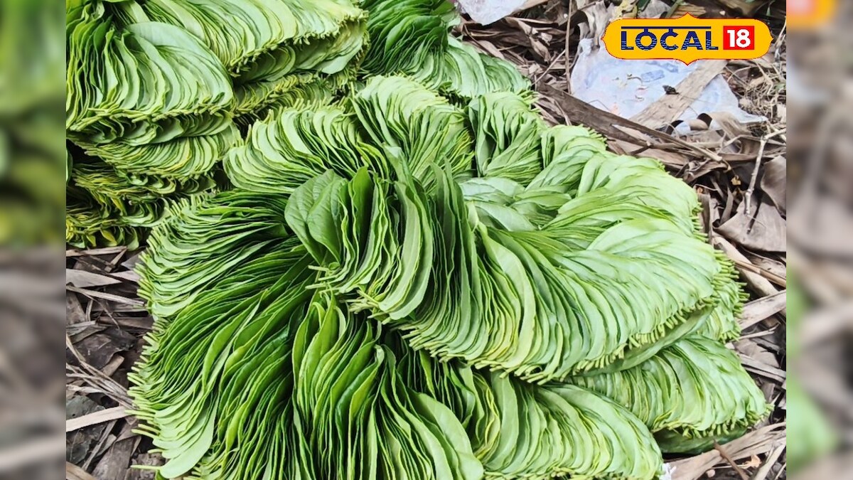 ஒன்றரை ஆண்டுக்கு 10 லட்சம் முதலீடு... வெற்றிலை சாகுபடியில் லாபம் எடுக்கும் நுணுக்கம் என்ன? | விவசாயம் - News18 தமிழ்