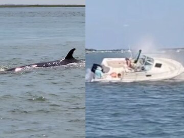 உயிரிழந்த திமிங்கலம்