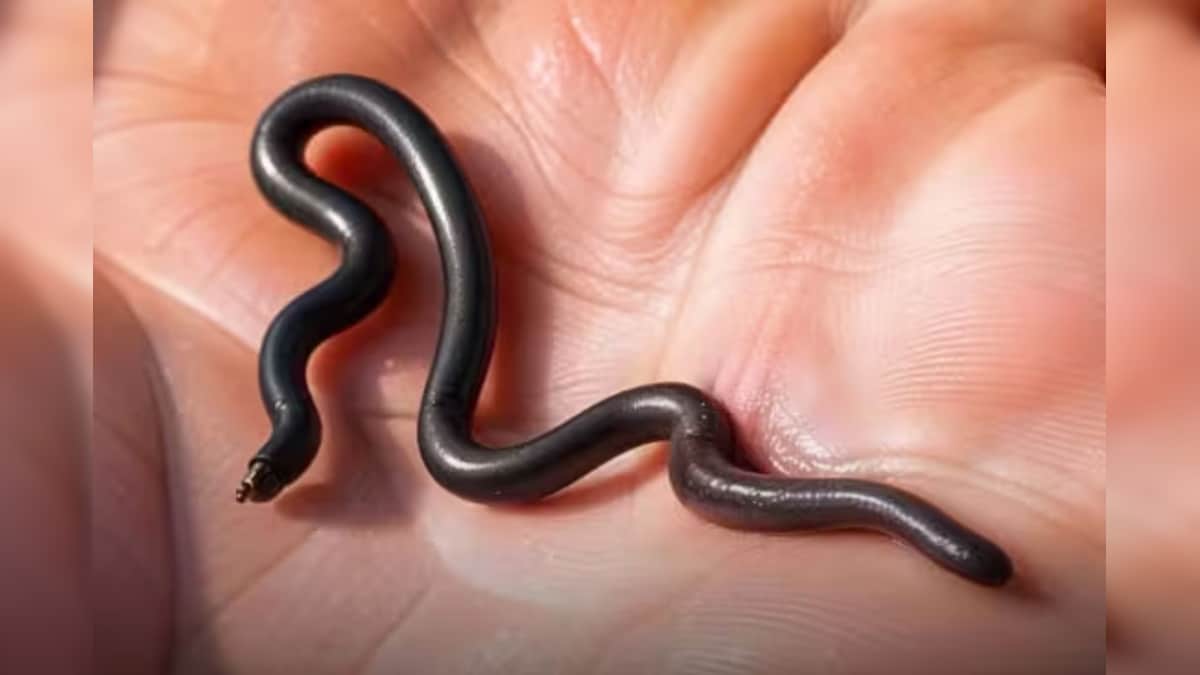 20 ஆண்டுகளுக்கு பின் கண்டுபிடிக்கப்பட்ட உலகின் மிகச்சிறிய பாம்பு.. இதன் நீளம் எவ்வளவு தெரியுமா? | ட்ரெண்டிங் - News18 தமிழ்