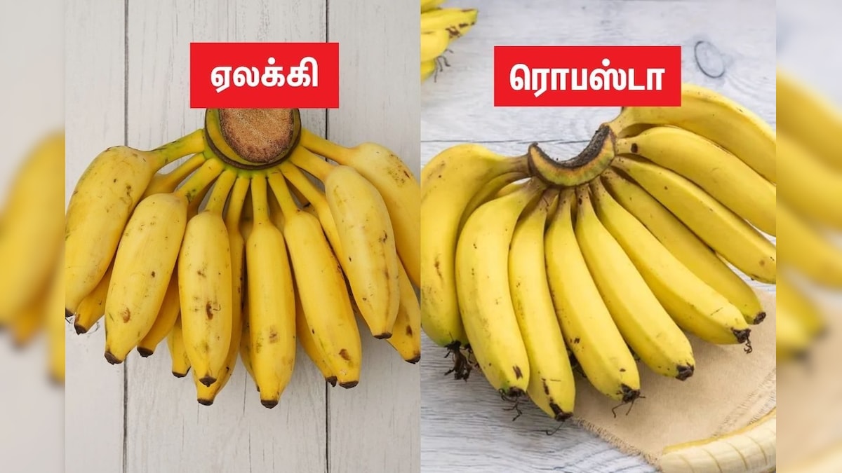 ஏலக்கி அல்லது ரொபஸ்டா.. இரண்டில் எந்த வாழைப்பழத்தில் நன்மைகள் அதிகம்..? | லைஃப்ஸ்டைல் - News18 தமிழ்