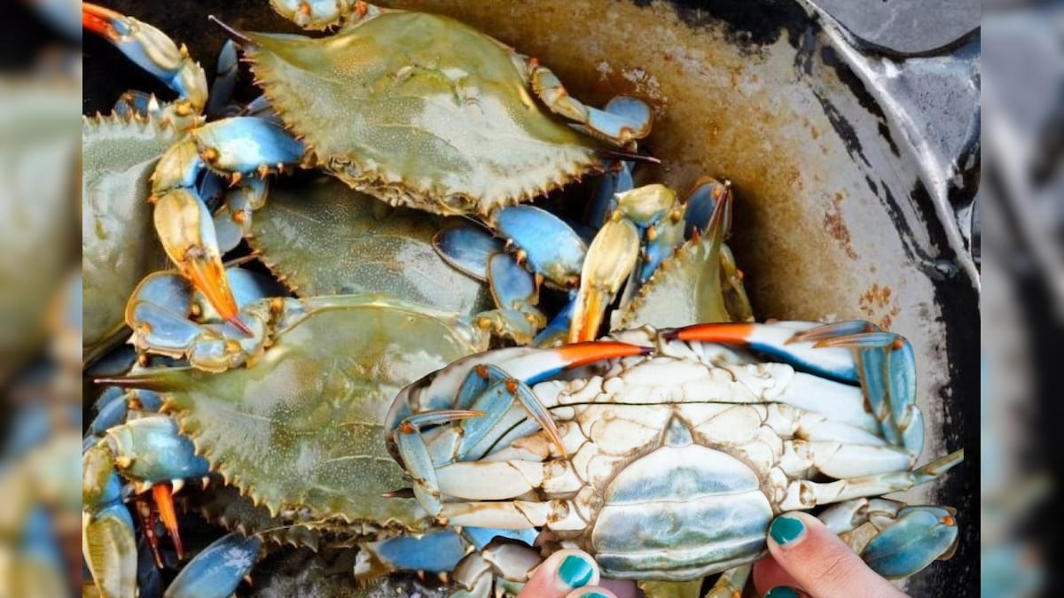 இது ஃபிரெஷான நண்டு தானா..? இப்படி பார்த்துதான் நண்டு வாங்க வேண்டும்.. முழுமையான வழிகாட்டு முறை..! | லைஃப்ஸ்டைல் - News18 தமிழ்