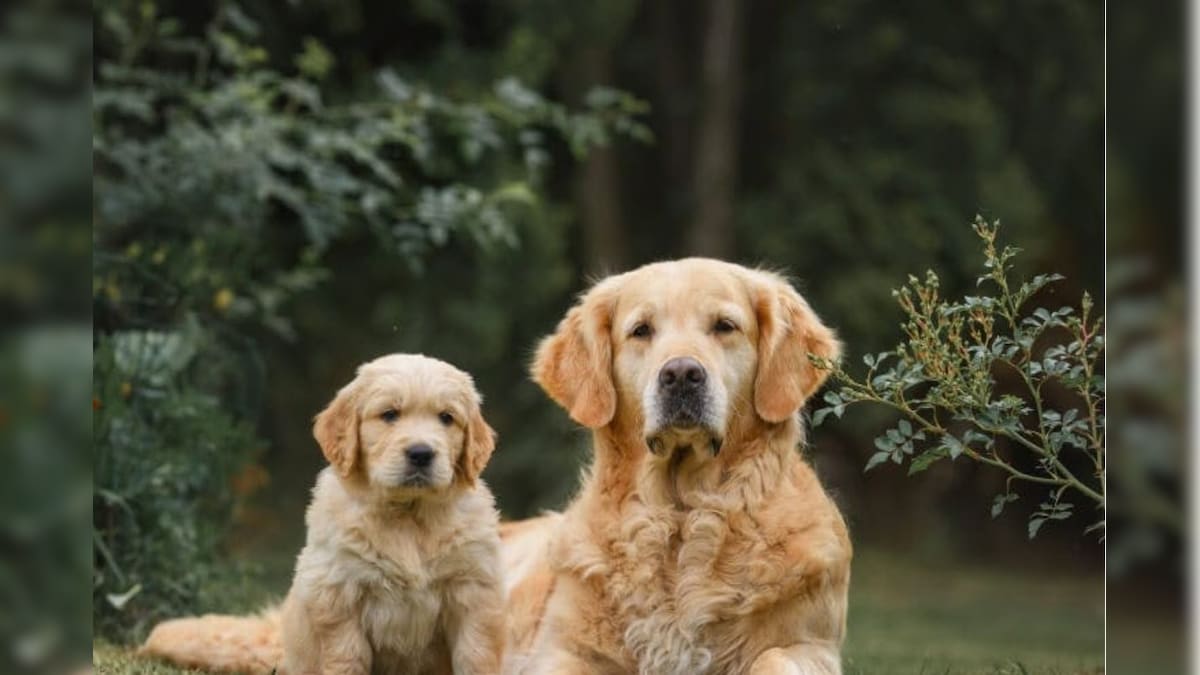 ரேபிஸ் அபாயம் - செல்ல பிராணியாக வளர்க்கப்படும் நாய்கள் பாதுகாப்பானவையா.? எச்சரிக்கும் மருத்துவர்கள் | லைஃப்ஸ்டைல் - News18 தமிழ்