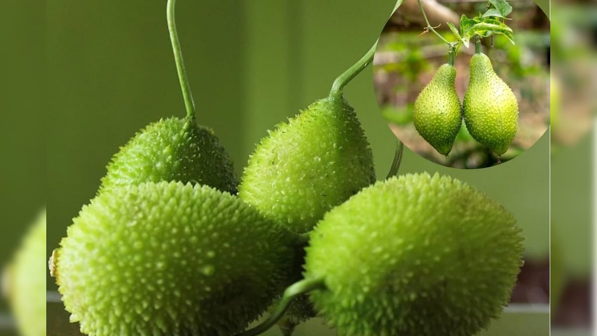 தும்பங்காய் என்னும் அற்புதம்.. ஒரு காய்கறியில் இத்தனை தீர்வுகளா..? | லைஃப்ஸ்டைல் - News18 தமிழ்