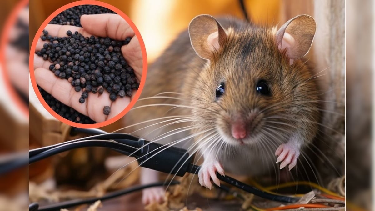 ஒரு கைப்பிடி மிளகு போதும்.. வீட்டில் எலி தொல்லையே இருக்காது! | லைஃப்ஸ்டைல் - News18 தமிழ்