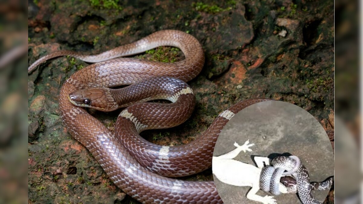 பல்லியை சாப்பிட வீட்டிற்குள் நுழையும் பாம்பு.. விஷமே இல்லையாம்.. எது தெரியுமா..? | லைஃப்ஸ்டைல் - News18 தமிழ்