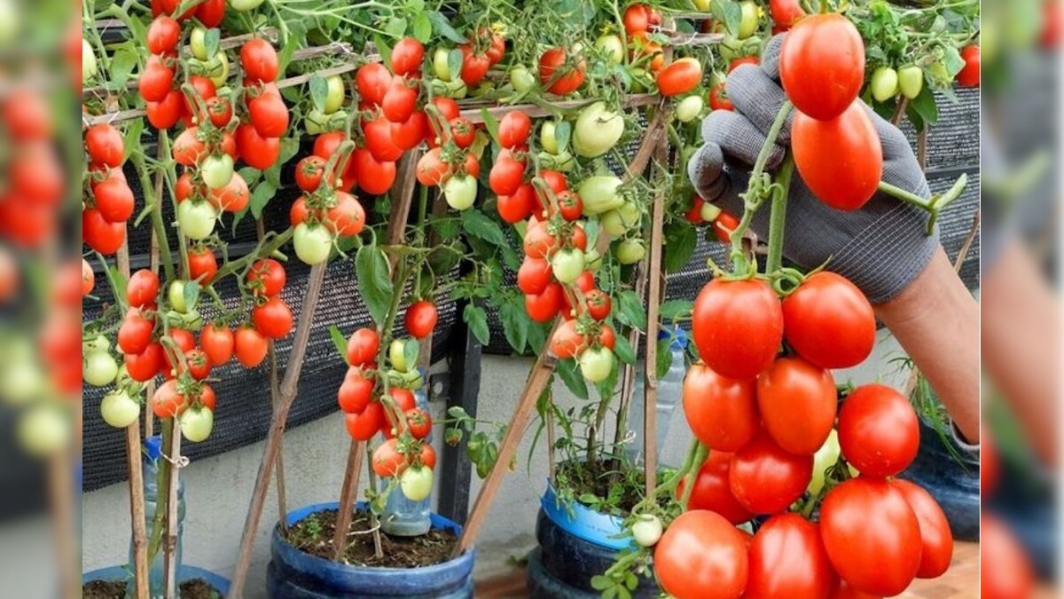 தக்காளி வளர்க்கணுமா..? இனி பிளாஸ்டிக் பாட்டிலில் ஈஸியா வளர்க்கலாம்..! | லைஃப்ஸ்டைல் - News18 தமிழ்