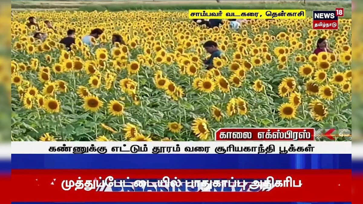 Tenkasi | Sun Flower Cultivation | கண்ணுக்கு எட்டும் தூரம் வரை சூரியகாந்தி பூக்கள் | N18S