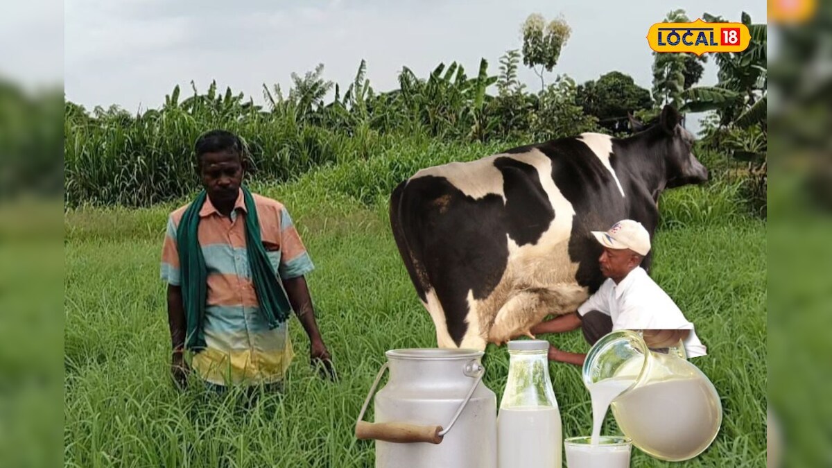 பால் உற்பத்தியை டபுள் ஆக்கும் பவர் உண்டு - கால்நடைகளுக்கு தீவனமாகும் மந்திர புல் வகை !! | விவசாயம் - News18 தமிழ்