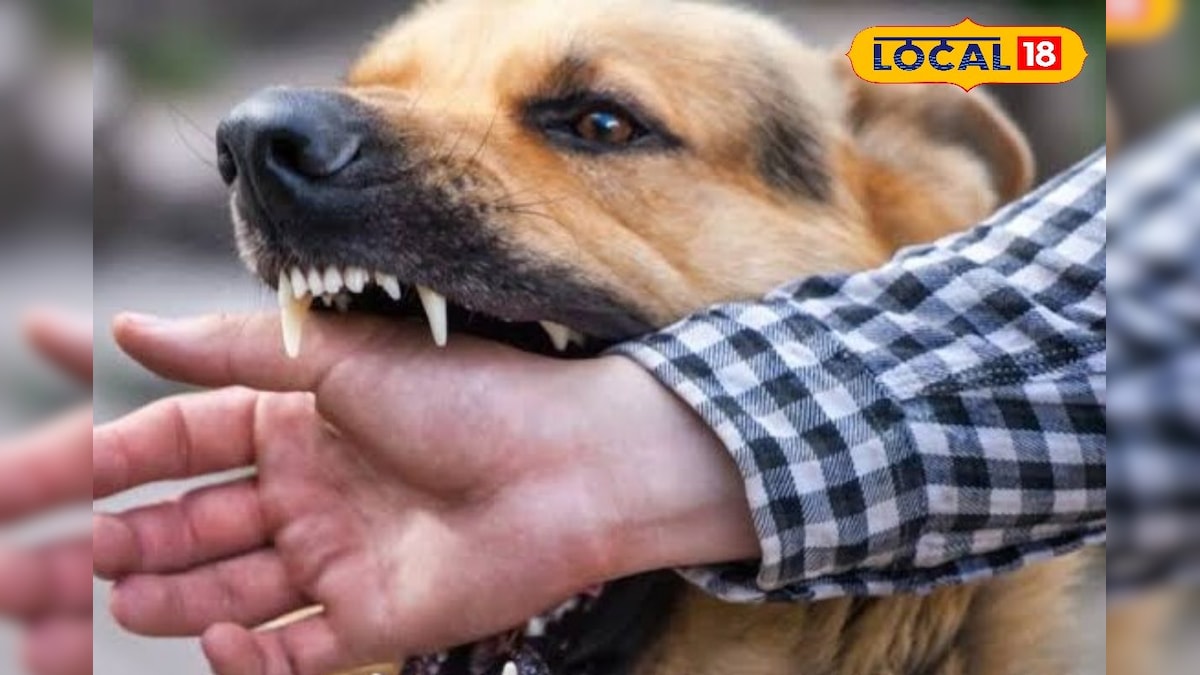 நாய் கடித்தால் என்ன செய்ய வேண்டும்... ரேபிஸ் நோய் பாதுகாப்பு வழிமுறைகள்... | தமிழ்நாடு - News18 தமிழ்