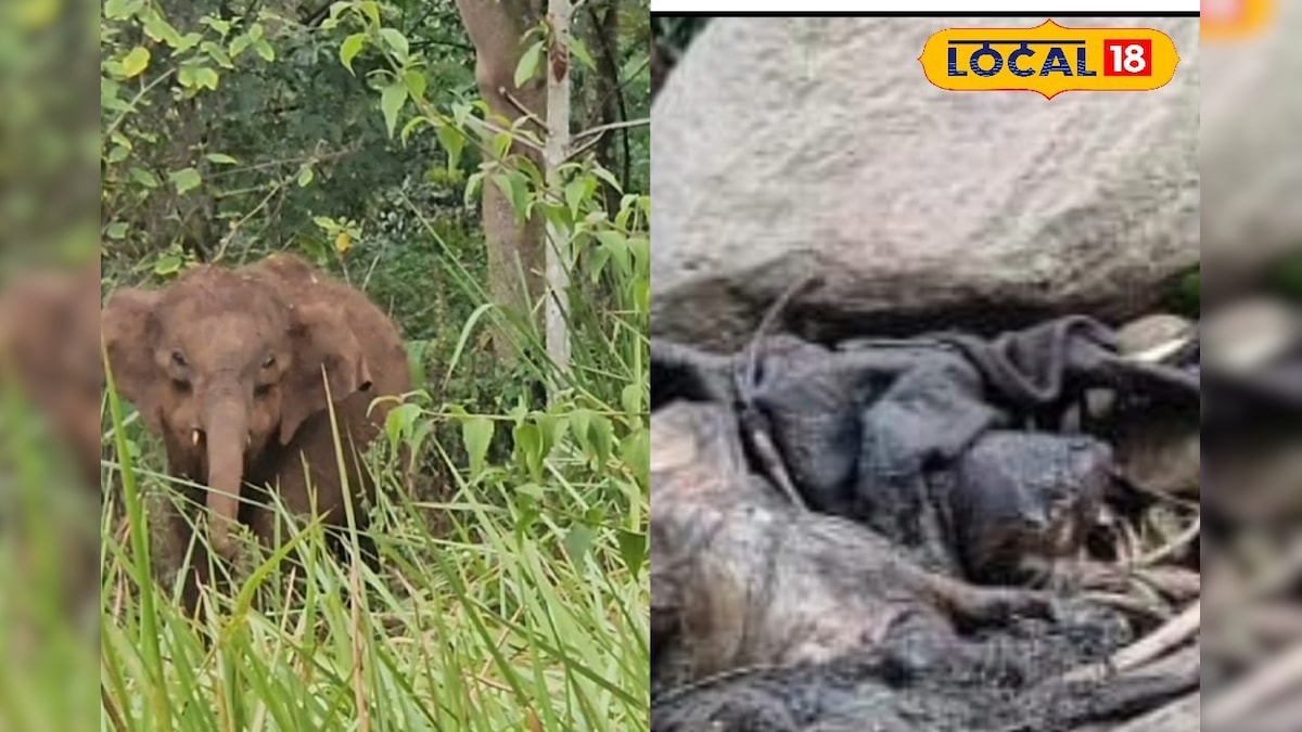 தாய் யானை பிரிந்த சோகம்!! கொடைக்கானலில் குட்டி யானை மரணம்... | திண்டுக்கல் - News18 தமிழ்