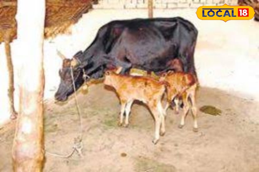 கால்நடைகளை மழைகாலங்களில் பாதுகாப்பது எப்படி கால்நடைகளை மழைகாலங்களில் பாதுகாப்பது எப்படி