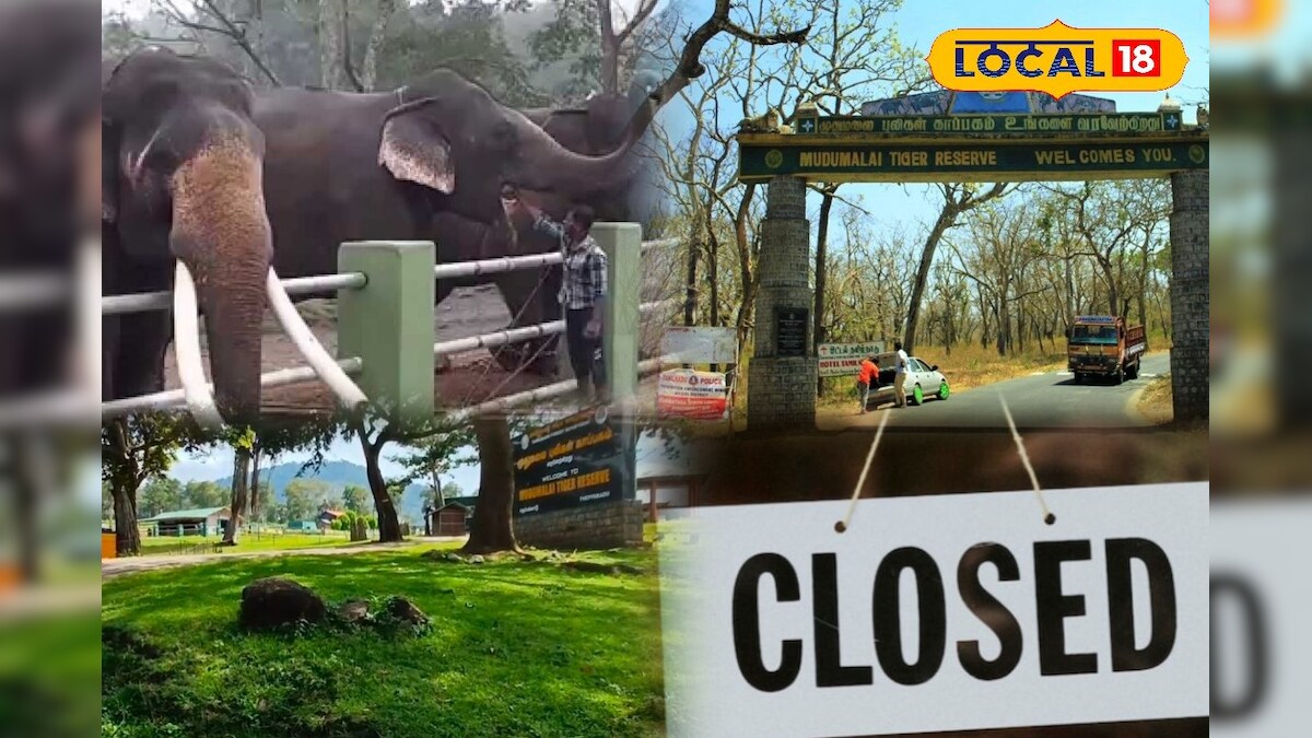 முதுமலை யானைகள் முகாம் 4 நாட்கள் மூடல்... ட்ரிப் பாத்து பிளான் பண்ணுங்க மக்களே... | பயணம் - News18 தமிழ்