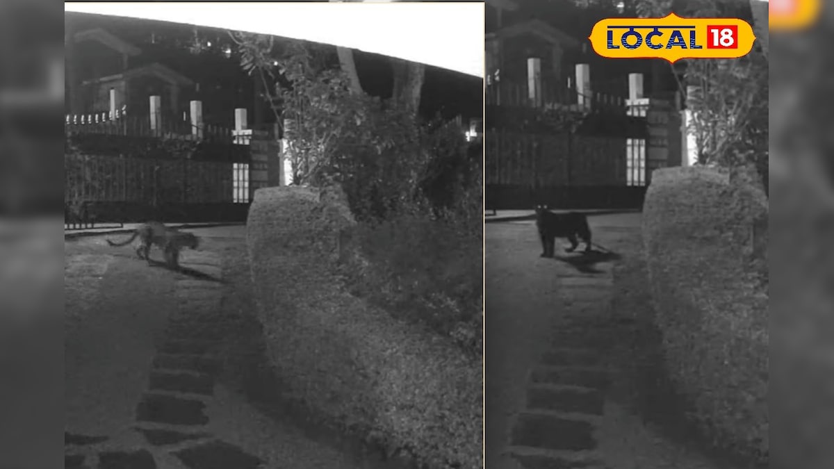 ஊருக்குள் உலா வரும் சிறுத்தை... மக்களை கதிகலங்க வைக்கும் கருஞ்சிறுத்தை... | நீலகிரி - News18 தமிழ்