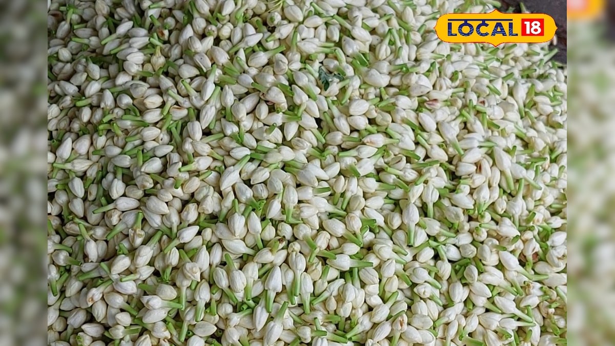 நாளை ஆயுத பூஜை... கிடுகிடுவென உயர்ந்த மதுரை மல்லி விலை... எவ்வளவு தெரியுமா ? | தமிழ்நாடு - News18 தமிழ்