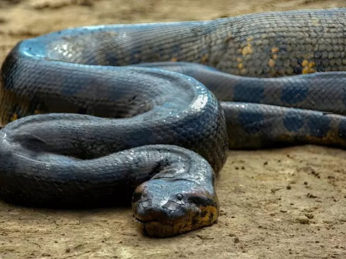 Anaconda : அனகோண்டா பாம்புகள் அதிகம் உள்ள டாப் 5 நாடுகள் எவை தெரியுமா ...