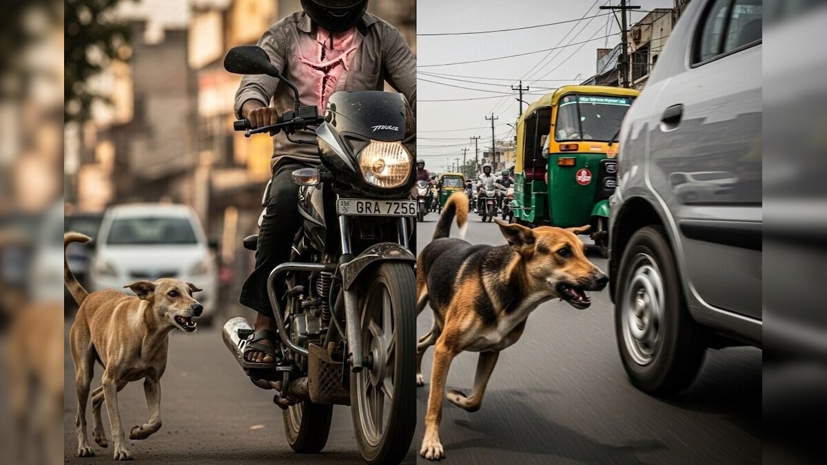 வாகனங்களை நாய்கள் துரத்துவதற்கு இதுதான் காரணமா! விஷயம் தெரிஞ்சா ஷாக் ஆயிடுவீங்க | ட்ரெண்டிங் - News18 தமிழ்