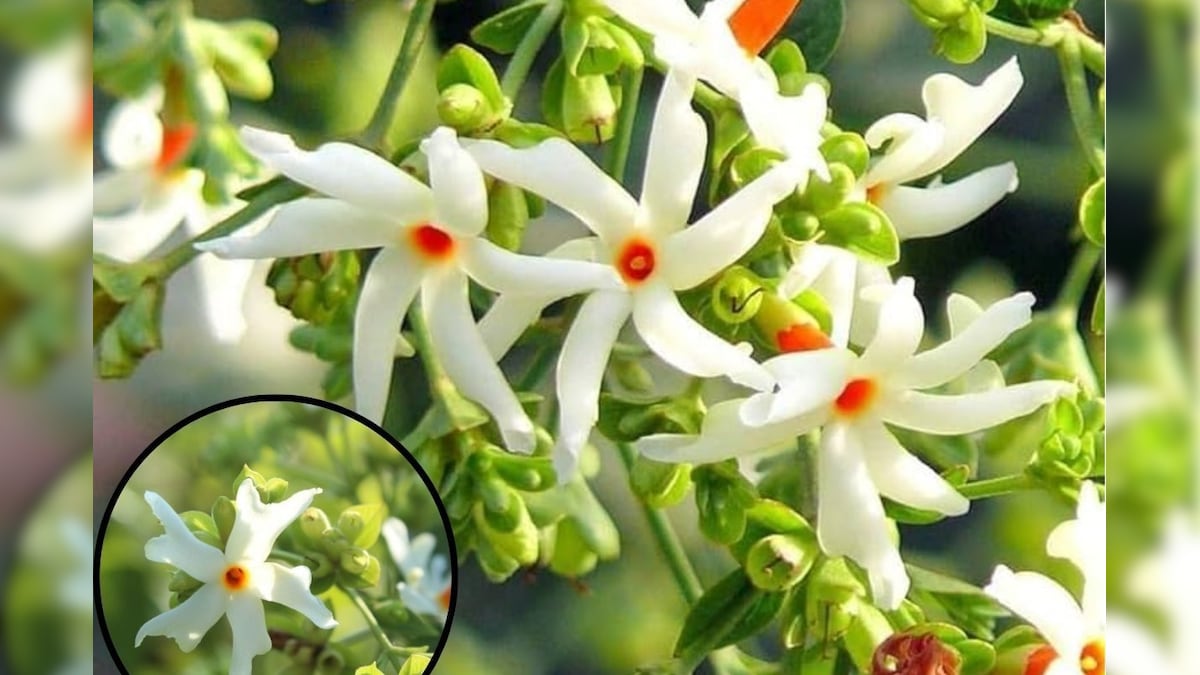 பவளமல்லி பூத்து குலுங்க வேண்டுமா...? அப்போ இத ட்ரை பண்ணுங்க! | லைஃப்ஸ்டைல் - News18 தமிழ்