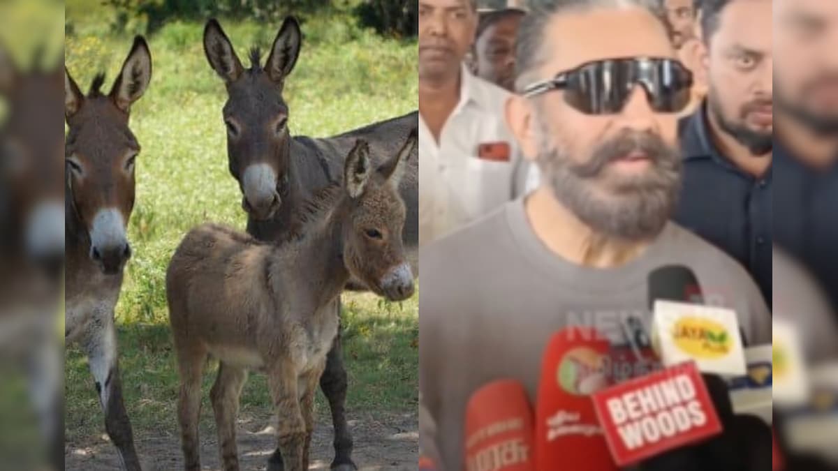 கழுதைகள் காணாமல் போனபோது யாராவது கவலைப்பட்டார்களா? தெருநாய்கள் பற்றிய கேள்விக்கு கமல்ஹாசன் | தமிழ்நாடு - News18 தமிழ்