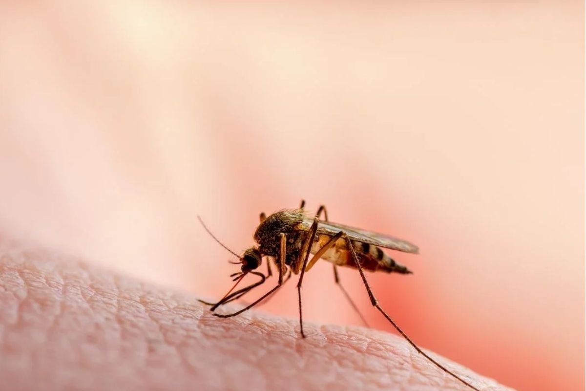 வங்கதேசத்தில் தீவிரமடையும் டெங்கு பரவல்... தொடரும் உயிரிழப்புகள்!