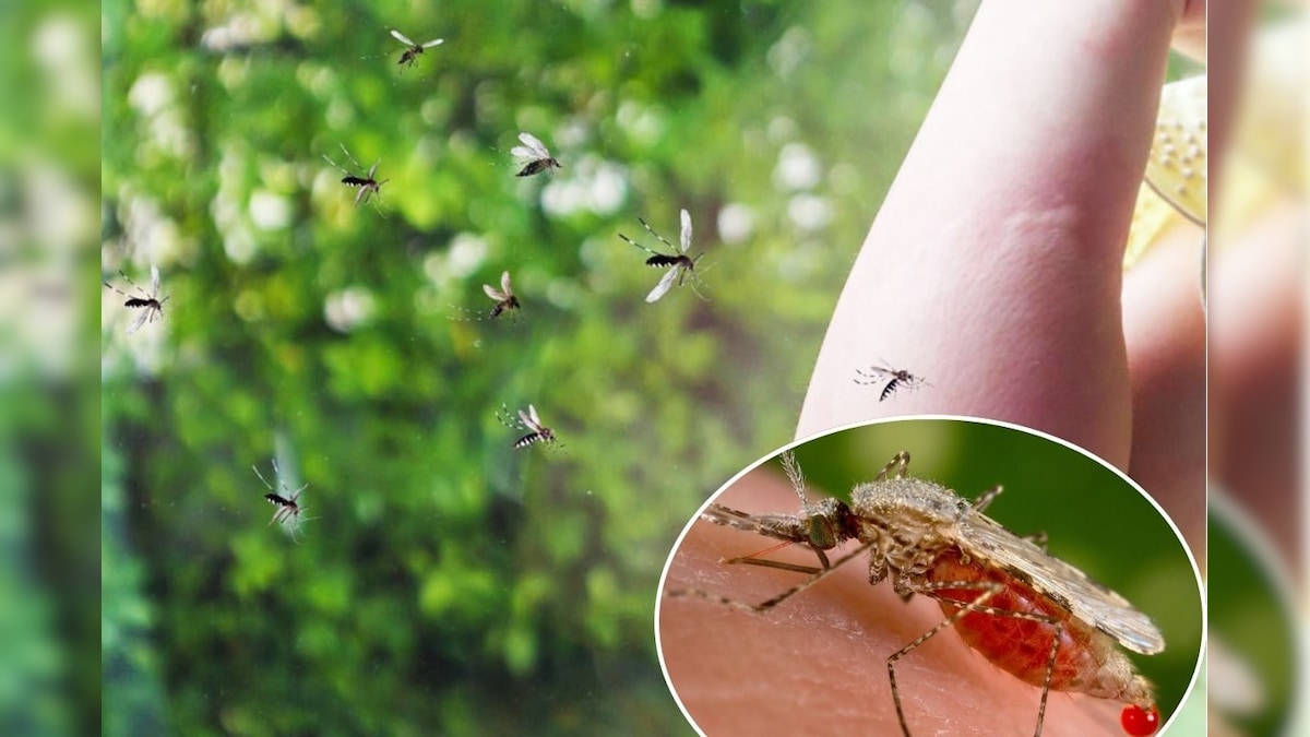 கொசு இவங்களை தான் விரும்பி கடிக்குமாம்.. காரணம் தெரிஞ்சா ஆச்சரியப்படுவீங்க! | லைஃப்ஸ்டைல் - News18 தமிழ்