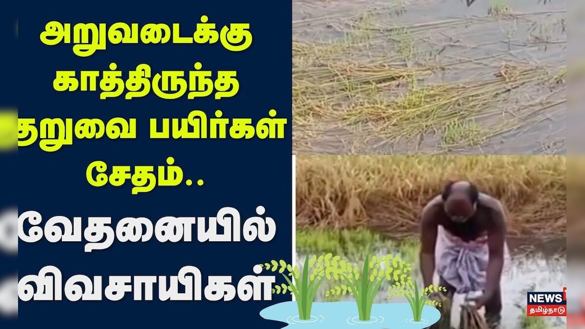Tiruthuraipoondi | அறுவடைக்கு காத்திருந்த குறுவை பயிர்கள் சேதம்- வேதனையில் விவசாயிகள் | Heavy Rain | தமிழ்நாடு - News18 தமிழ்