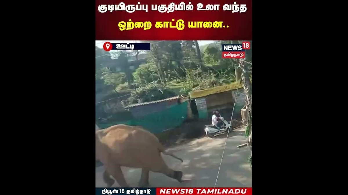 Elephant | குடியிருப்பு பகுதியில் உலா வந்த ஒற்றை காட்டு யானை.. | N18S