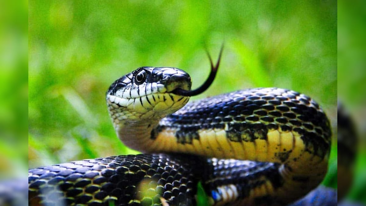 விஷப் பாம்புகள் மழைக்காலத்தில் வீட்டில் அண்டாது!! வீட்டில் இருக்கும் இந்த 3 பொருட்கள் போதும்!! | தமிழ்நாடு - News18 தமிழ்