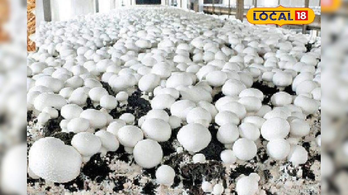 குறைந்த முதலீட்டில் அதிக லாபம்!! காளான் வளர்ப்பு தொழில் தொடங்க இது தான் சான்ஸ்... | தமிழ்நாடு - News18 தமிழ்