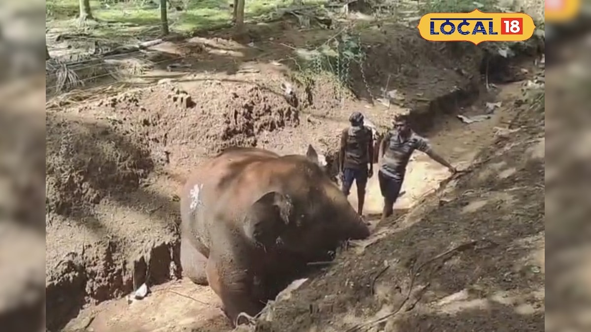 மேட்டுப்பாளையத்தில் தோட்டத்தில் உயிரிழந்த ஆண் யானை... வனத்துறை விசாரணை... | நீலகிரி - News18 தமிழ்