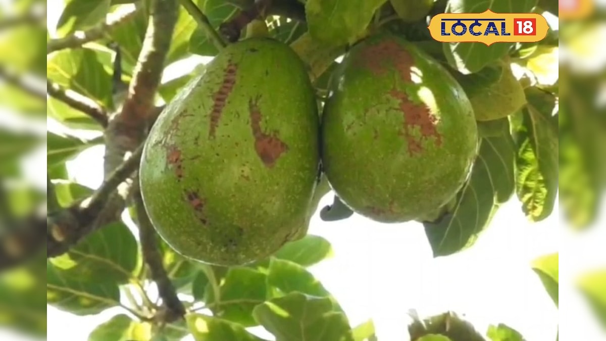 என்ன நடக்குது இங்க... கொடைக்கானலில் 6 மாதத்தில் 4000 கிலோ பட்டர் ஃப்ரூட் திருட்டு | திண்டுக்கல் - News18 தமிழ்