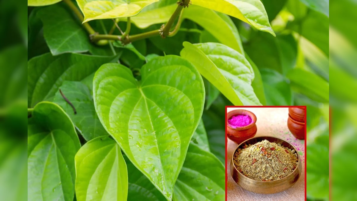 வெற்றிலையை இப்படி சாப்பிட்டு வர நீங்கள் தினசரி எதிர்கொள்ளும் இந்த பிரச்சனைகளே வராது..! | லைஃப்ஸ்டைல் - News18 தமிழ்