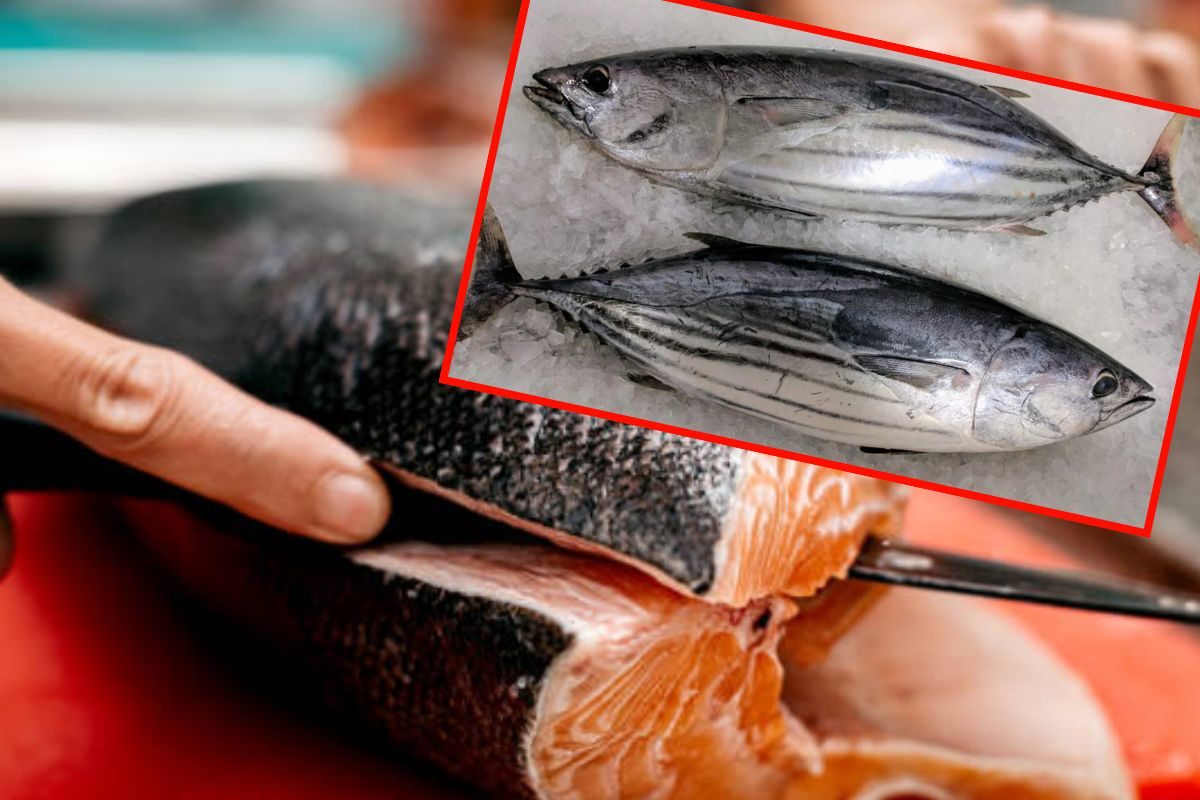 மீனில் காணப்படும் கருப்பான சதை சாப்பிடலாமா..? கூடாதா..?