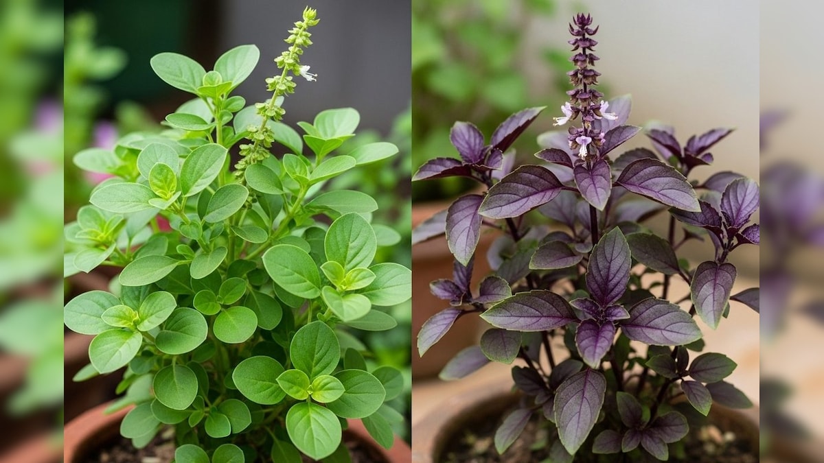 கிருஷ்ண துளசி vs ராம துளசி... வீட்டில் எந்த துளசியை நடுவது நல்லது..! | ஆன்மிகம் - News18 தமிழ்